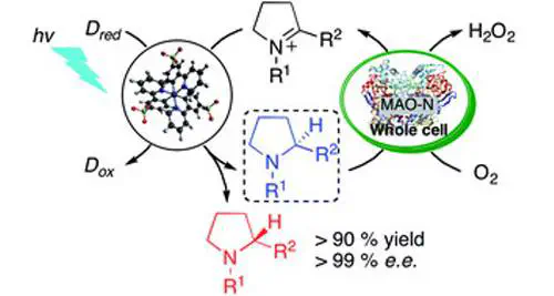 Enantioselective synthesis of amines by combining photoredox and enzymatic catalysis in a cyclic reaction network