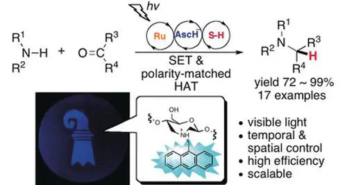 Reductive Amination by Photoredox Catalysis and Polarity‐Matched Hydrogen Atom Transfer