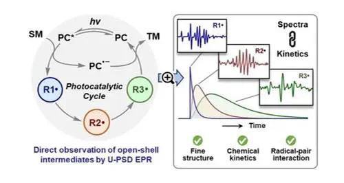 Direct Observation of All Open-Shell Intermediates in a Photo-catalytic Cycle