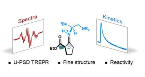 Characterization and Monitoring of Transient Enamine Radical Intermediates in Photoredox/Chiral Primary Amine Synergistic Catalysis Cycle